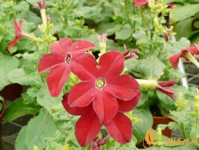 煙草花花語(yǔ)是什么，煙草花什么時(shí)候開(kāi)花