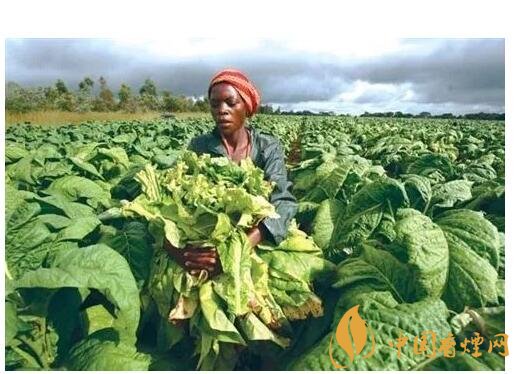 津巴布韋煙葉為什么好，黃金煙葉成為國寶