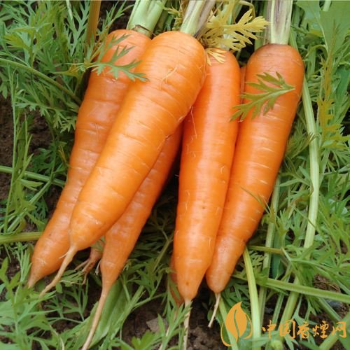 預(yù)防抽煙得肺癌，這些食物降低抽煙傷害