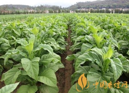 湖南瀏陽煙草局依托G80烤煙特色品種為煙農(nóng)創(chuàng)收9375萬元！